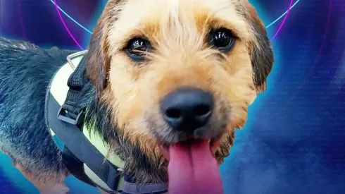 Bigote, de Gran Hermano.