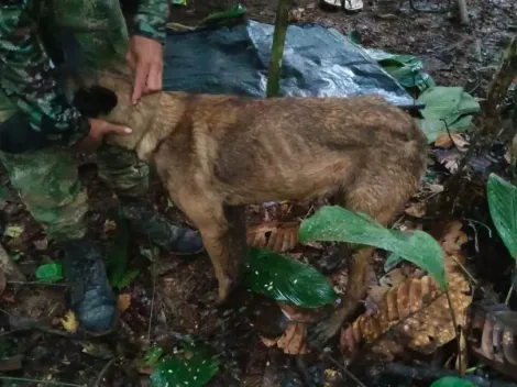 Encontraron al que sería Wilson, el perro que encontró a los niños en la selva