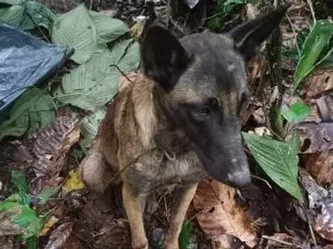 Comandante del CCOES confirmó que el perro encontrado no es Wilson