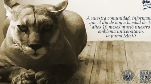 La comunidad de la UNAM lamentó la muerte de la mascota de los Pumas