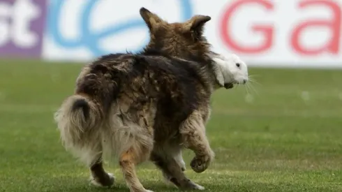¡QUÉ CARA DE MIEDO! Bad Bunny se salvó de ser comido por "el lobo".