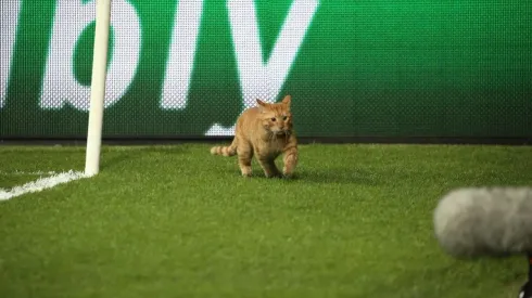 El gatito se divirtió en el campo de juego