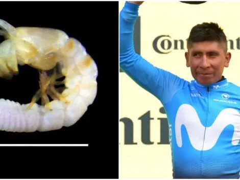 Científicos hallan nueva especie en el mar y lo bautizan en honor a Nairo Quintana