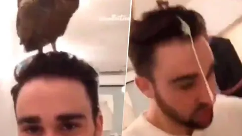 Video viral: nunca supo que el búho que tenía en su cabeza era diabólico