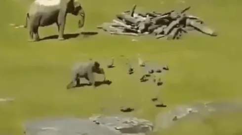 Video viral: este elefante es el más diabólico del zoológico