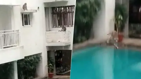 Video viral: en cuarentena, estos monos se ponen diabólicos al ver el agua