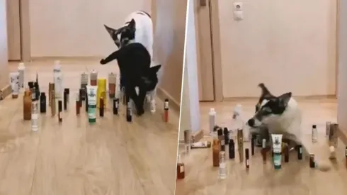 Video viral: este perrito diabólico hizo todo mal en el reto de momento