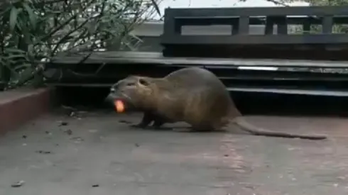 Video: apareció un roedor gigante dando vueltas por La Boca