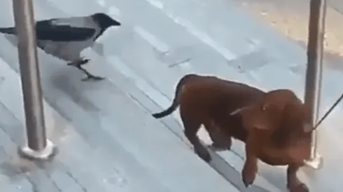Video viral: este perrito fue víctima de un pájaro diabólico