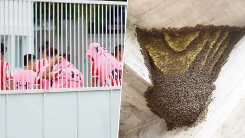 Insólito: el partido de Reserva entre Estudiantes y Central Córdoba se suspendió por invasión de avispas