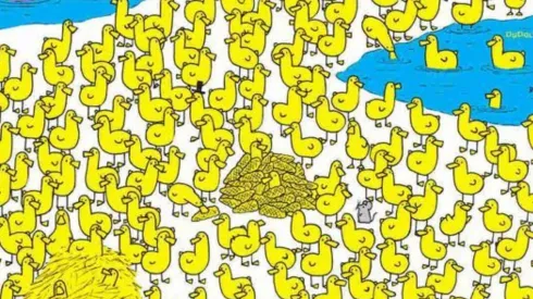 Debes hallar al pollito.