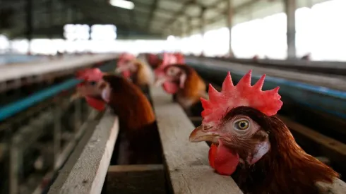 Fallecieron 400 gallinas en Uruguay.