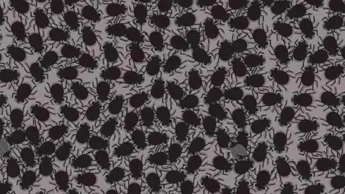 Solo el 7% pudo con este desafío visual: encuentra las MOSCAS en 7 segundos