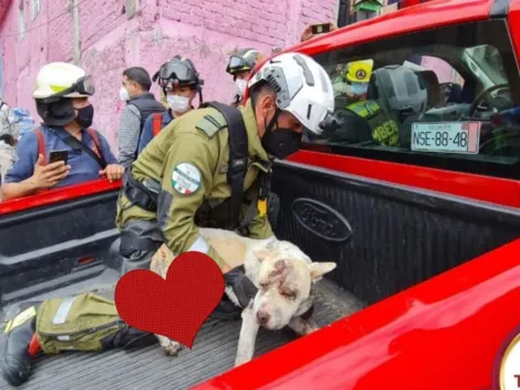 Rescatan perro de los escombros del derrumbe del Cerro del Chiquihuite