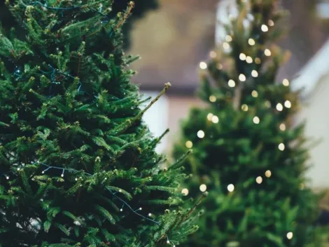 En dónde comprar un árbol de Navidad natural en la CDMX