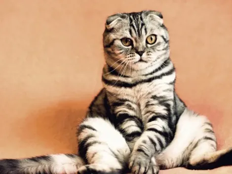 ¿Qué pasó el 20 de febrero?