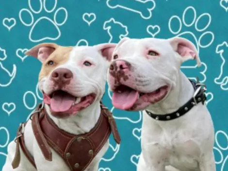 ¿Qué edad tiene un perro en años humanos?