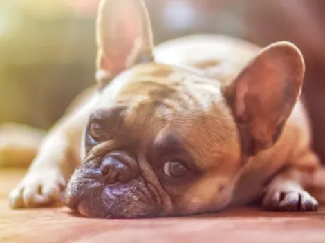 Tips de mascotas: ¿Cómo proteger a tu perro del calor esta temporada?