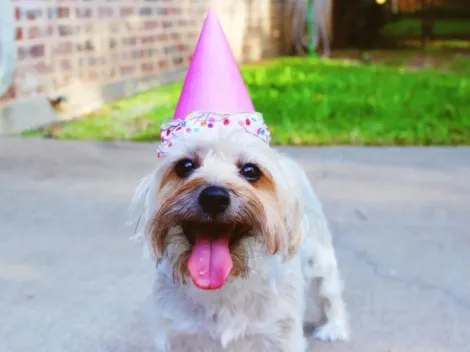 Día del Perro: ¿Por qué festejamos el Día del Perro?