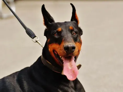 Multas CDMX: Esta es la cantidad que vas a pagar si paseas a tu perro sin correa