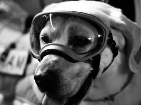 ¿De qué falleció Frida, la perrita rescatista del sismo 19S?