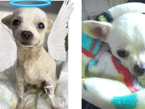 Murió Pinky, el perrito chihuahua: ¿Qué le pasó y por qué lo llaman héroe?