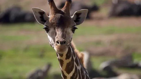 Todos los estrenos de octubre en Animal Planet