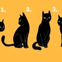 ¿Qué gato eliges? Descubre tus MAYORES CUALIDADES