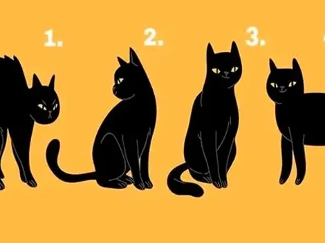 ¿Qué gato eliges? Descubre tus MAYORES CUALIDADES