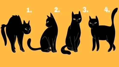 ¿Qué gato eliges? Descubre tus MAYORES CUALIDADES