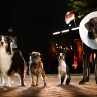¿Cuándo estrena Hijos de Perra, la película con Will Ferrell?