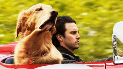 En qué plataforma está Mi amigo Enzo.