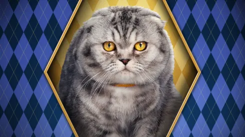 Chip como Alfie para el afiche de personaje que se ganó con Argylle.