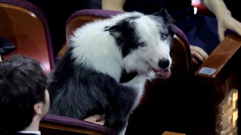 ‘Messi’, el perrito de los Premios Oscar