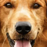¿‘La Razón de Estar Contigo: Un nuevo viaje’ de Netflix fue señalada por maltrato animal?