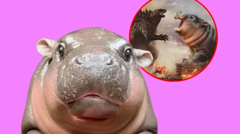 Moo Deng, la hipopótamo de redes sociales