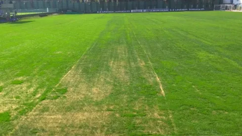 El césped aún no termina de crecer.