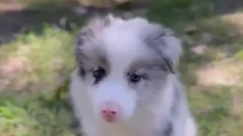 El defensor colombiano de Cruz Azul tiene de acompañante a un perro de una raza que incluso apareció en los Premios de La Academia.