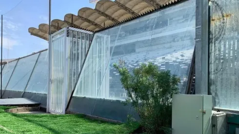 La ruda que fue plantada en el estadio Monumental.