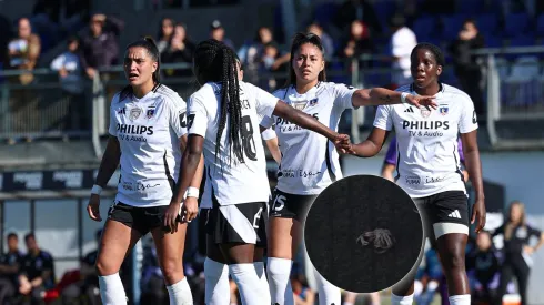 Partido de Colo Colo femenino debió ser detenido por insólito animal marino.