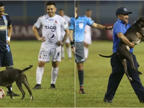  La historia del perro que invadió el estadio Cuscatlán 