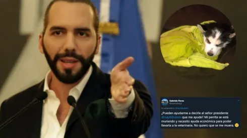 Conmovedor: le suplica a Bukele ayuda para salvar su perrita, y así respondió