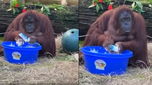 Viral: orangután se lava las manos al ver que otros lo hacen