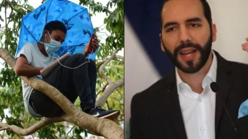 Nayib Bukele reacciona ante caso de joven que escalaba un arbol para estudiar