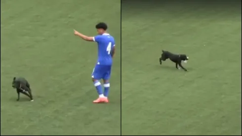 Un perro se llevó los focos en el partido