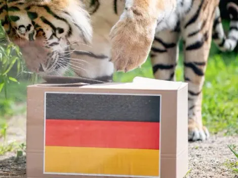 Galería: Los animales que predijeron resultados en un Mundial