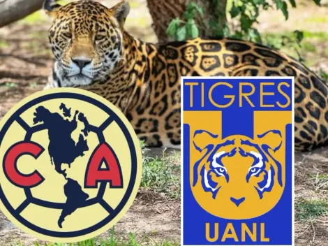 ¡EL NUEVO PULPO PAUL! Una jaguar definió quién será el campeón del Apertura 2023