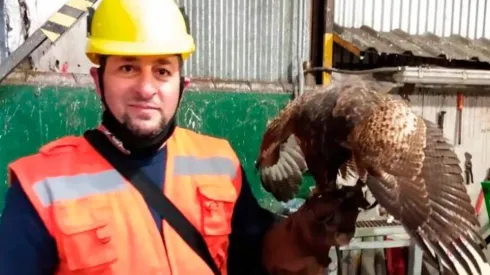 Mauro Príncipe es uno de los encargados de llevar su gavilán para cuidar al Monumental de las palomas que se comen las semillas.