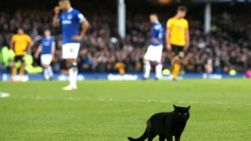 La presencia del pequeño felino hizo temblar a varios aficionados