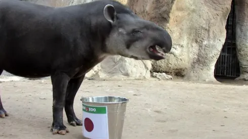 El tapir Manolo asegura que Japón le va a ganar a Chile el lunes